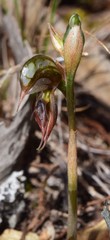 Pterostylis hamata
