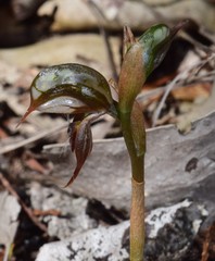 Pterostylis hamata