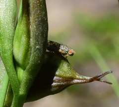 Pterostylis hamata