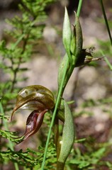 Pterostylis hamata