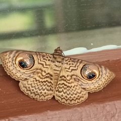 Calliodes pretiosissima