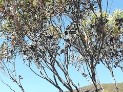 Eucalyptus talyuberlup