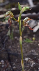 Pterostylis hamata