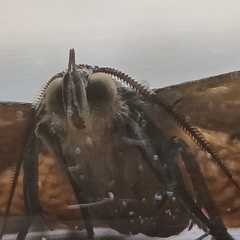 Calliodes pretiosissima