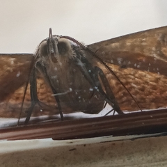 Calliodes pretiosissima