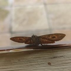 Calliodes pretiosissima