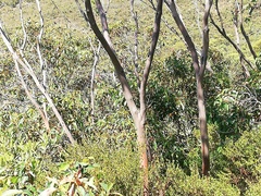 Eucalyptus talyuberlup