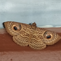 Calliodes pretiosissima