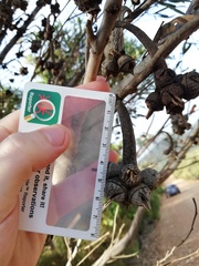 Eucalyptus talyuberlup