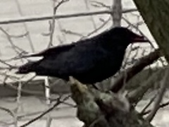 Corvus corone