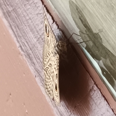 Calliodes pretiosissima