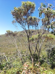 Eucalyptus talyuberlup
