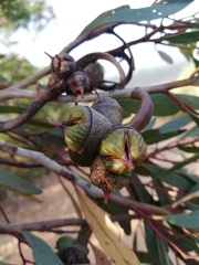 Eucalyptus talyuberlup