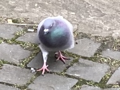 Columba livia domestica