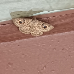 Calliodes pretiosissima