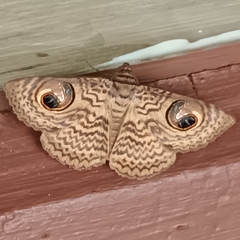 Calliodes pretiosissima