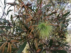 Eucalyptus talyuberlup