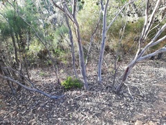 Eucalyptus talyuberlup