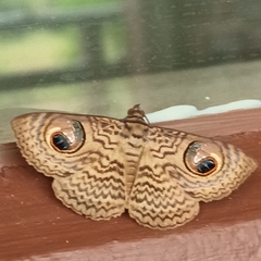 Calliodes pretiosissima