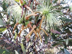 Eucalyptus talyuberlup
