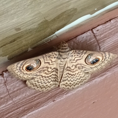 Calliodes pretiosissima