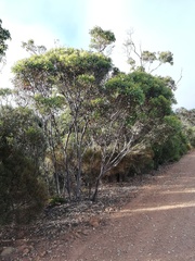Eucalyptus talyuberlup