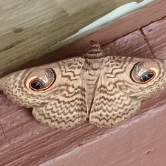 Calliodes pretiosissima