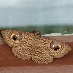 Calliodes pretiosissima