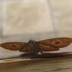 Calliodes pretiosissima