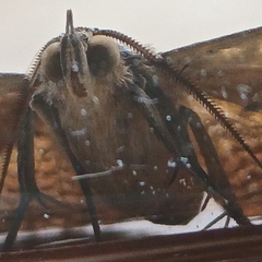 Calliodes pretiosissima