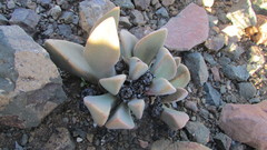 Pleiospilos compactus