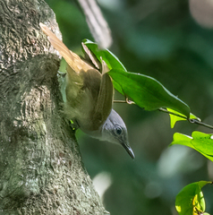Phyllastrephus flavostriatus