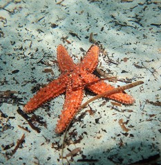 Uniophora granifera