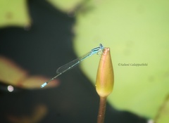 Pseudagrion malabaricum