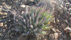 Cylindrophyllum