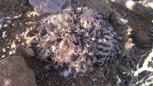 Image of Haworthia arachnoidea by (c) James Deacon, some rights reserved (CC BY-SA)