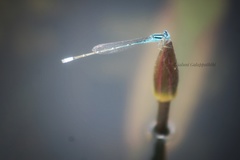 Pseudagrion malabaricum