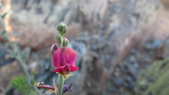 Indigofera complicata
