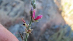 Indigofera complicata