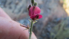 Indigofera complicata