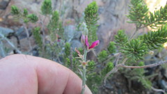 Indigofera complicata