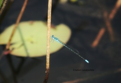 Pseudagrion malabaricum