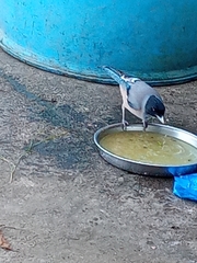 Garrulus lanceolatus