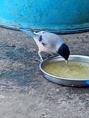 Garrulus lanceolatus