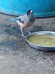 Garrulus lanceolatus