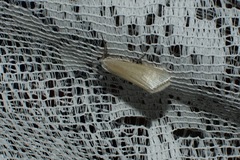 Tipanaea patulella