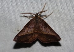 Metarranthis obfirmaria