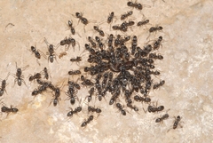 Tapinoma darioi