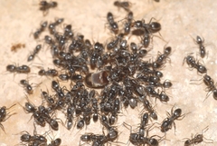 Tapinoma darioi