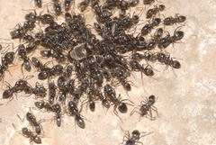 Tapinoma darioi